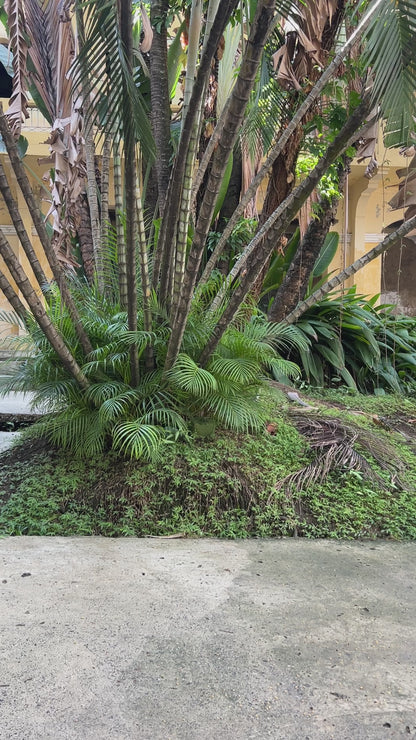Casa Natal
